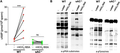 Frontiers In Vivo Characterization Of Sac Null Sperm